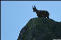 Capra ibex
